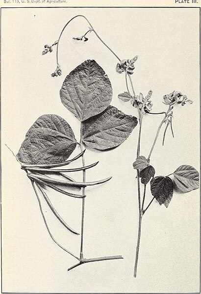 File:Five oriental species of beans (1914) (14588545990).jpg