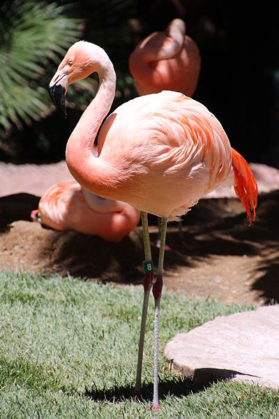 File:Flamingo-8271.jpg