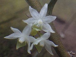 Fleur Eggelingia gabonensis P.J.Cribb & Laan.jpg
