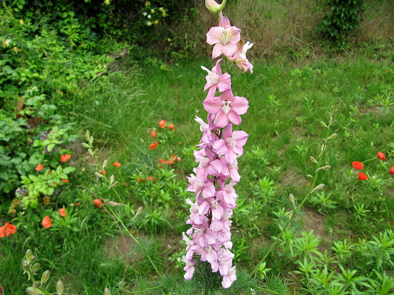 File:Fleur en candélabre.jpg