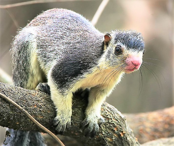 File:Flickr - Rainbirder - Giant Squirrel (Ratufa macroura).jpg