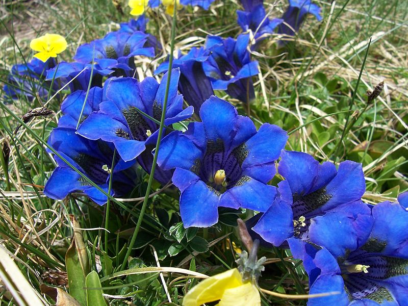 File:Flora Appennino Tosco Emiliano 001.JPG