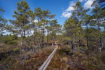 Kungaspången går över en mosse.