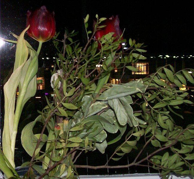 File:Flowers in a window - with background night view of Graz Jakominiplatz.jpg