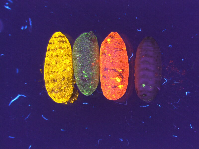 File:Fluorescent dye on fruit fly pupae.jpg