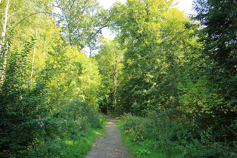 File:Forêt de Bon-Secours 15.jpg