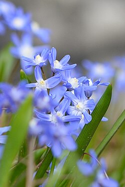 Forbes' Glory-of-the-Snow (Scilla forbesii)