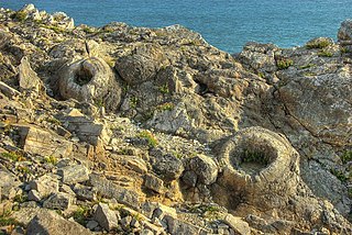 <span class="mw-page-title-main">Fossil Forest, Dorset</span>