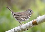 Thumbnail for File:Fox Sparrow 1405a.jpg