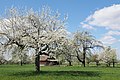 Frühling in Höfingen