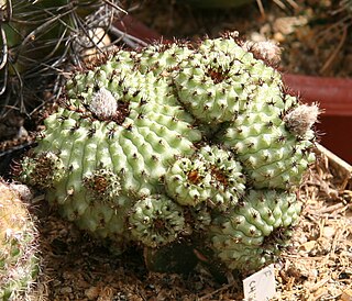 <i>Frailea chiquitana</i> Species of cactus