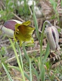 <i>Fritillaria acmopetala</i> Species of plant in the family Liliaceae