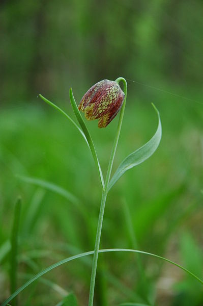 File:Fritillaria orientalis PID1278-4.jpg
