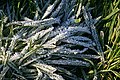 Frost on the Grass - geograph.org.uk - 635819.jpg