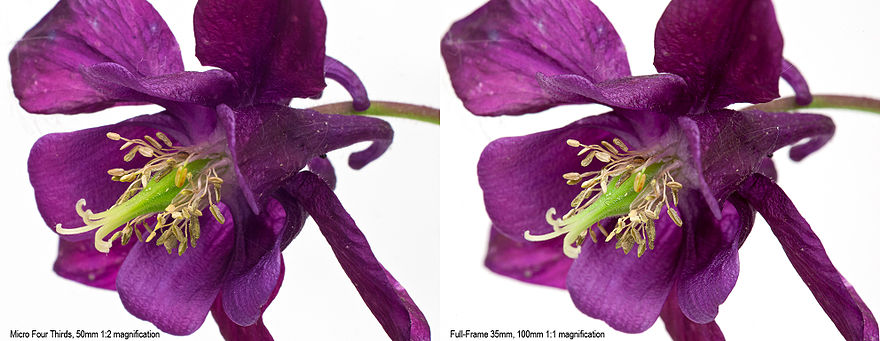 35 mm equivalent reproduction ratio: the photograph on the left was taken with a Micro Four Thirds (2x crop) sensor camera and a 50 mm macro lens at 1:2 magnification. The photograph on the right was taken with a full-frame (35 mm) sensor digital SLR camera and a 100 mm macro lens at 1:1 magnification. The photographs are practically indistinguishable and therefore equivalent. As the images were taken at slightly different angles, the two images can be viewed as a cross-eyed stereogram.