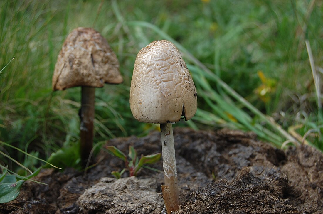 Panaeolus semiovatus