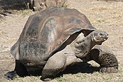 Слоновая черепаха (Chelonoidis nigra)