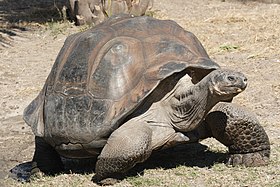 Rùa Galápagos trưởng thành