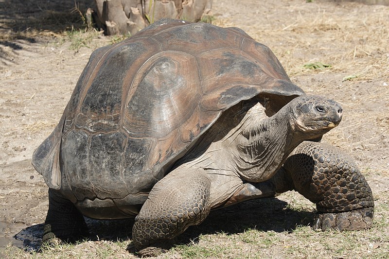 800px Galapagos giant tortoise Geochelone elephantopus
