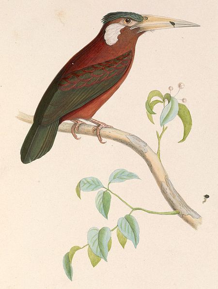 Galbalcyrhynchus_leucotis