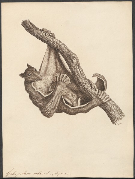 File:Galeopithecus volans - 1700-1880 - Print - Iconographia Zoologica - Special Collections University of Amsterdam - UBA01 IZ19700095.tif