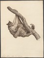 Galeopithecus volans - 1700-1880 - Print - Iconographia Zoologica - Special Collections University of Amsterdam - UBA01 IZ19700095.tif