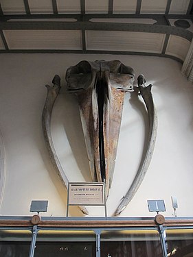 Baleine bleue (Balaenoptera musculus) dans la galerie de Paléontologie et d'Anatomie comparée, Paris