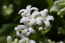 Asperulo Flower.JPG