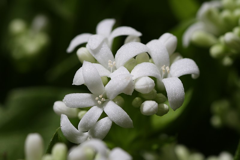 File:Galium odoratum Flower.JPG