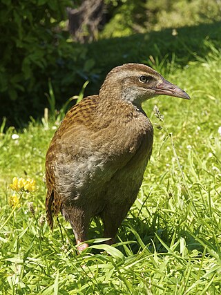 <span class="mw-page-title-main">Weka</span> Species of bird