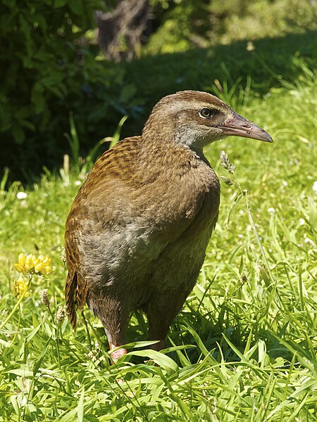 File:Gallirallus australis LC0248.jpg