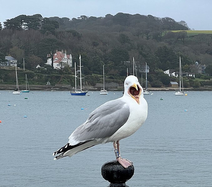 File:Gaping Gull.jpg