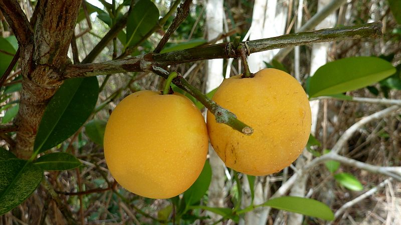 File:Garcinia gardneriana (Planch. ^ Triana) Zappi - Flickr - Alex Popovkin, Bahia, Brazil (21).jpg