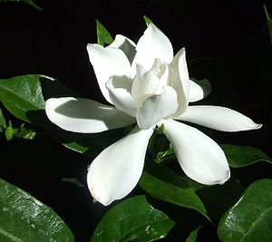 Gardenia Flower.jpg