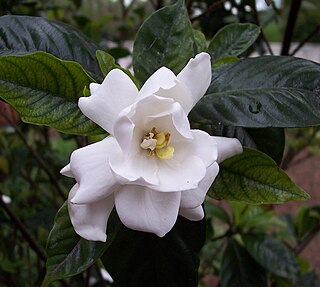 <i>Gardenia</i> Genus of flowering plants in the coffee family Rubiaceae