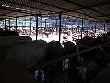 Gaushala (cow shed) in Sector 45, Chandigarh Gaushala in Sector 45, Chandigarh.jpg