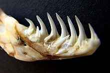 Heloderma-Kiefer mit Ersatzzähnen