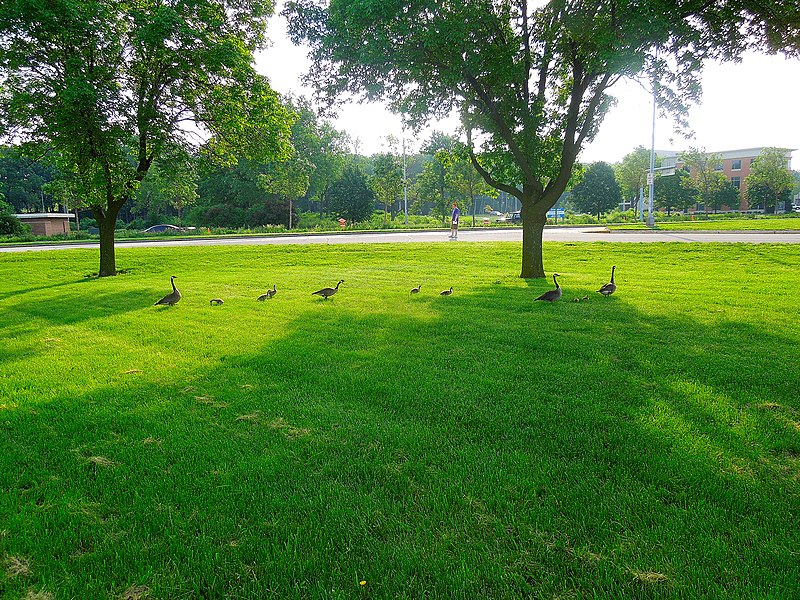 File:Geese at the Alliant Energy Center - panoramio.jpg