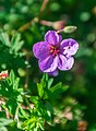 * Nomination Geranium 'Dilys' in Jardin botanique de la Charme, Clermont-Ferrand, France. --Tournasol7 17:26, 10 July 2017 (UTC) * Decline Most of the picture is too unsharp IMO --Ermell 19:15, 10 July 2017 (UTC)