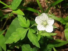 花は淡紅紫色から白色。花弁は5個あり、萼片よりやや長く、へら形で先端はややくぼみ、花弁基部の内側に白色の軟毛が散生する。雄蕊は10個あり、葯は青紫色になる。