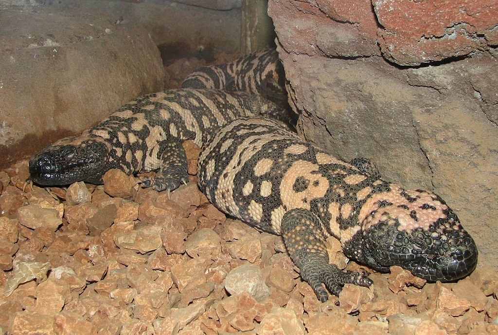 Gila Monsters 001.jpg