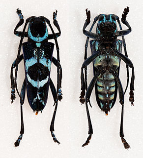 <i>Glenea thomsoni</i> Species of beetle