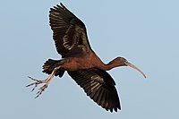 Brauner Sichler oder Braunsichler (Plegadis falcinellus)