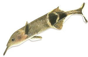 Elephantnose fish (Gnathonemus petersii)