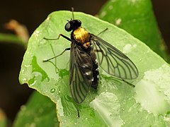 Category:Chrysopilus thoracicus - Wikimedia Commons