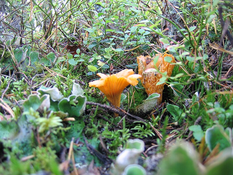 File:Golden-chanterelles-one-rotting FI-EU 2007-Sep-29 by-RAM.jpg