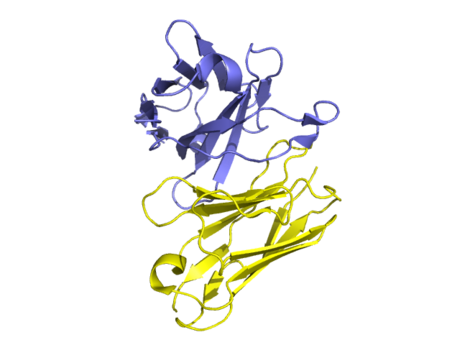 Golimumab