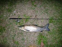 A grass carp caught on monofilament fishing line