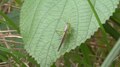 File:Grasshopper in Tokyo.webm