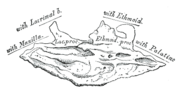 Thumbnail for Ethmoidal process of inferior nasal concha